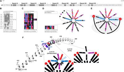 Rationally Designed Variants of α-Synuclein Illuminate Its in vivo Structural Properties in Health and Disease